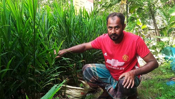 পতিত জায়গায় ২ হাজার বস্তায় আদা, ৫০ হাজার টাকায় ৩ লাখের স্বপ্ন