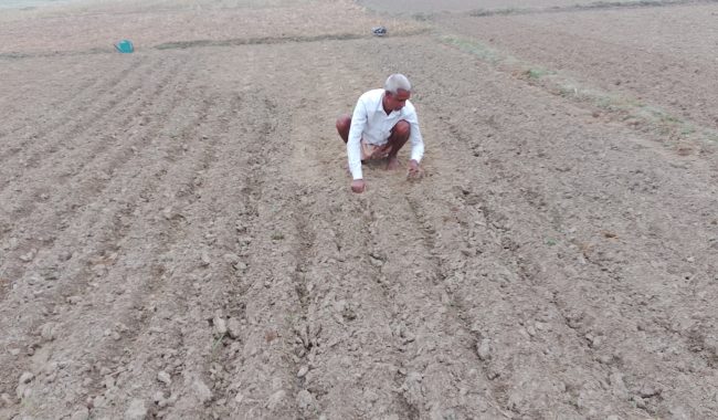  বিশ্বনাথে লক্ষ্যমাত্রার বেশি আলুর চাষ