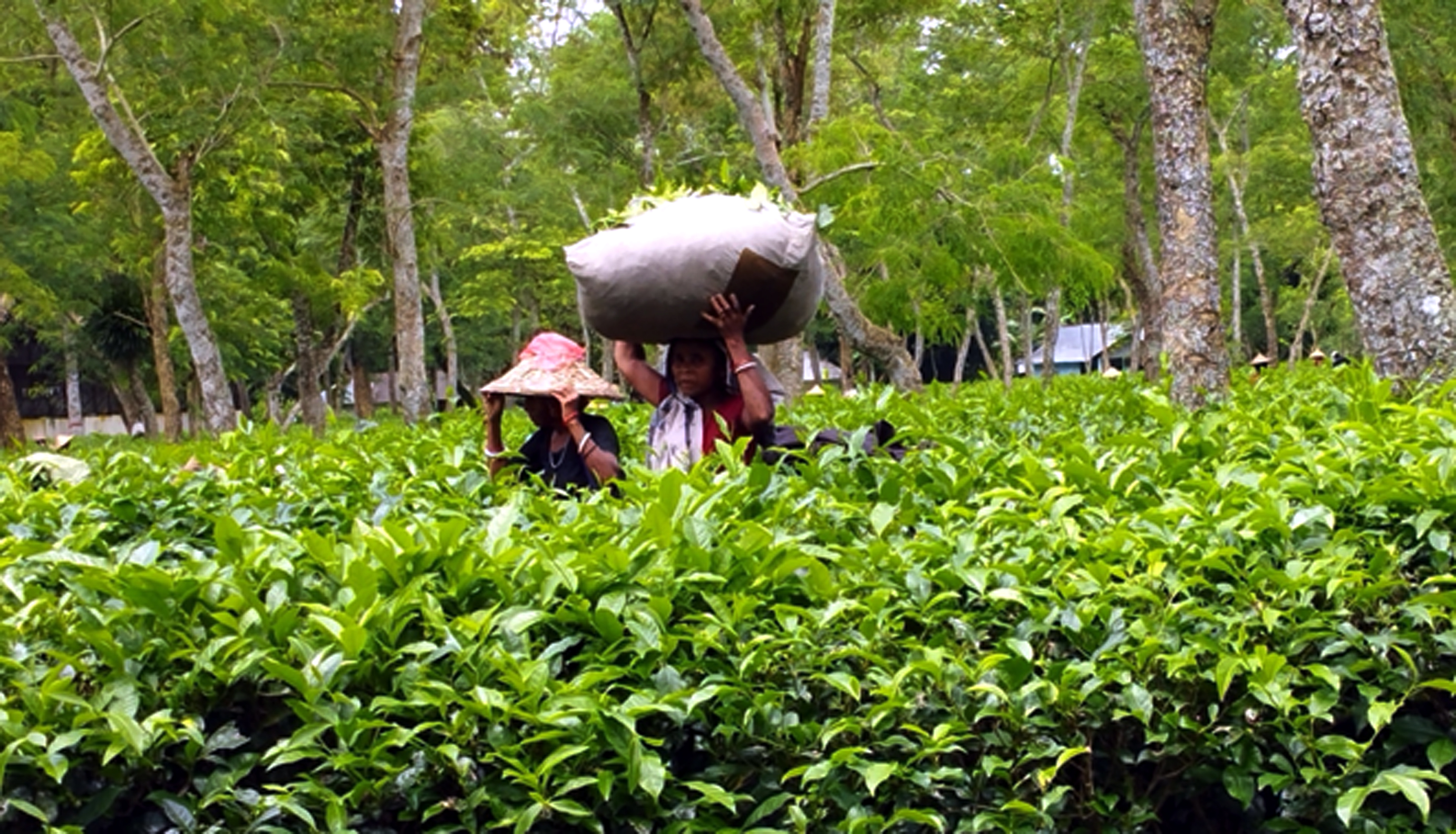 চা শিল্পের উন্নয়ন হলেও 'অবহেলিত' শ্রমিকরা