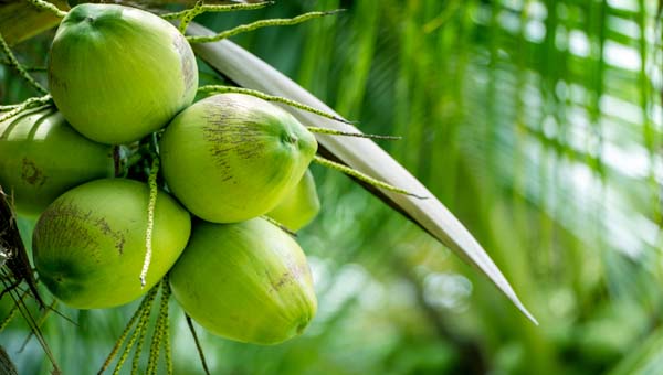 আজ বিশ্ব নারিকেল দিবস: ফল থেকে অর্থনীতির বহুমুখী সঙ্গী