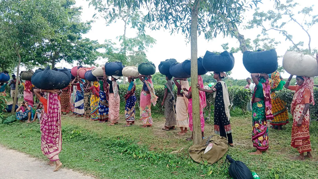চা শ্রমিকদের প্রভিডেন্ট ফান্ডে শত কোটি টাকার বকেয়া: অনিশ্চয়তায় হাজারো শ্রমিকের ভবিষ্যৎ