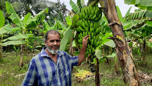 বাহুবলে জি-নাইন কলায় সাফল্য, বাণিজ্যিক চাষে আগ্রহী কৃষকেরা