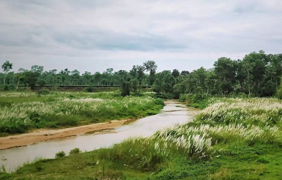 চা প্রকৃতিতে এখন মুগ্ধতা ছড়াচ্ছে কাশফুল