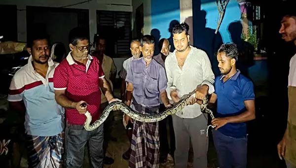 শ্রীমঙ্গলে বাসার আঙিনা থেকে অজগর উদ্ধার