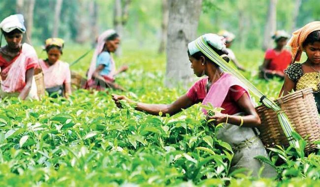  সিলেটে কমেছে চা উৎপাদন