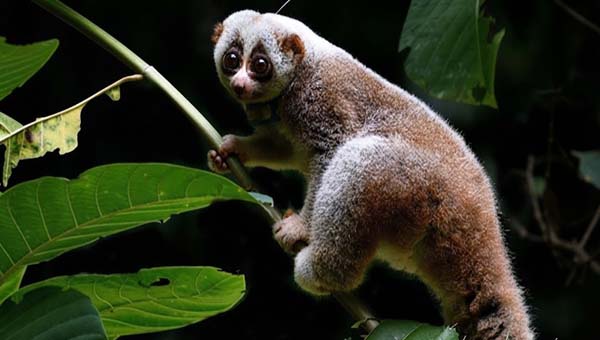 লাউয়াছড়ায় লজ্জাবতী বানর: ভুলভাবে অবমুক্ত করায় বাড়ছে মৃত্যুঝুঁকি