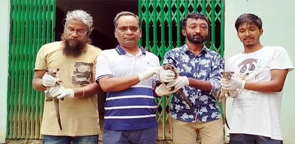 মৌলভীবাজারে বিলুপ্তপ্রায় তিন গন্ধগোকুলের বাচ্চা উদ্ধার