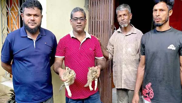 শ্রীমঙ্গলে বাড়িতে ঢুকে হাঁস শিকারের চেষ্টা, বনবিড়ালের দুই বাচ্চা উদ্ধার
