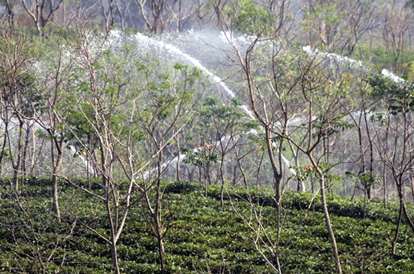 চা বাগানে তীব্র খরা মোকাবিলায় চলছে &lsquo;ইরিগেশন&rsquo;