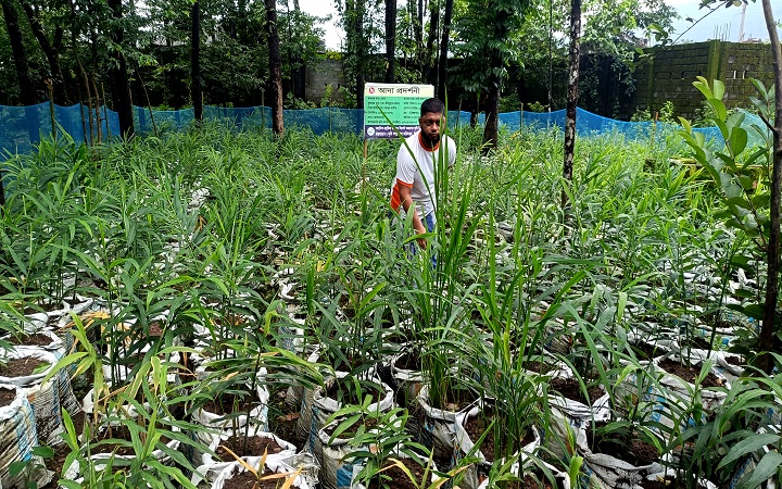 পতিত জমিতে বস্তায় আদা চাষে স্বপ্ন দেখছেন ইউসুফ