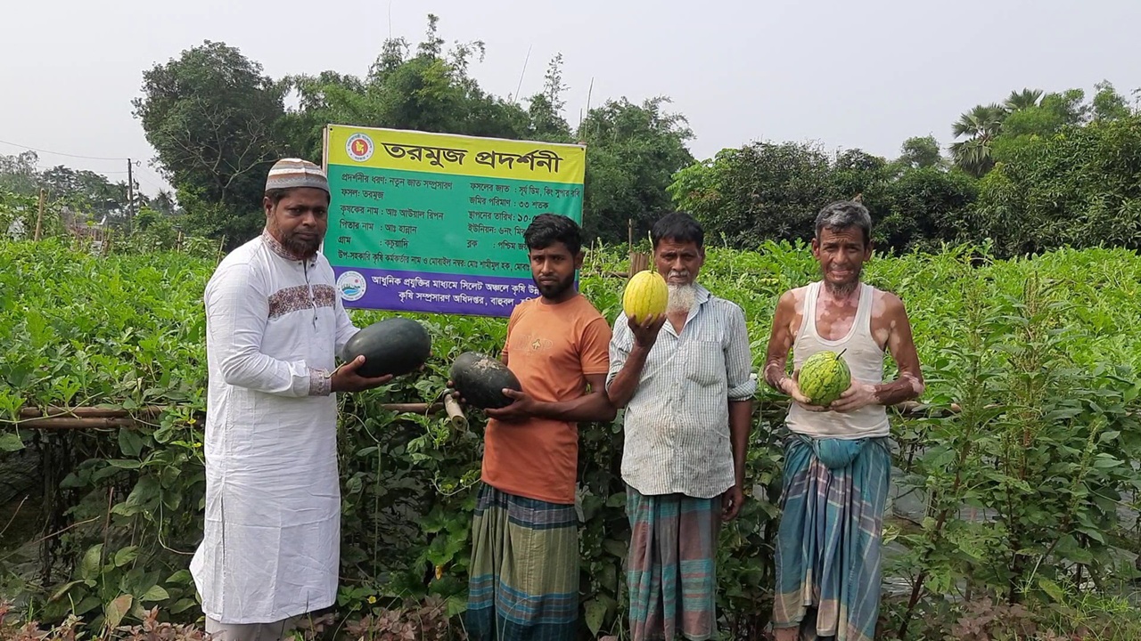 অসময়ে তিন রঙের তরমুজ চাষে তাক লাগালেন রিপন