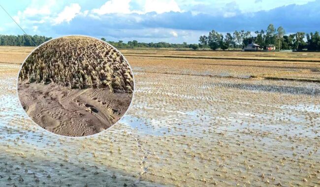 কমলগঞ্জে কৃষি জমিতে বালুর স্তূপ, দুশ্চিন্তায় কৃষক