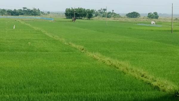 গোয়াইনঘাটের মাঠজুড়ে আমনের সবুজ ঢেউ, বাম্পার ফলনের আশা কৃষকদের