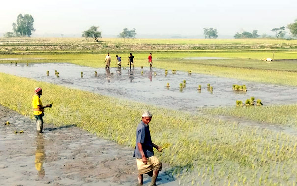 ঘন কুয়াশা ও শীত উপেক্ষা করে চলছে বোরো আবাদ