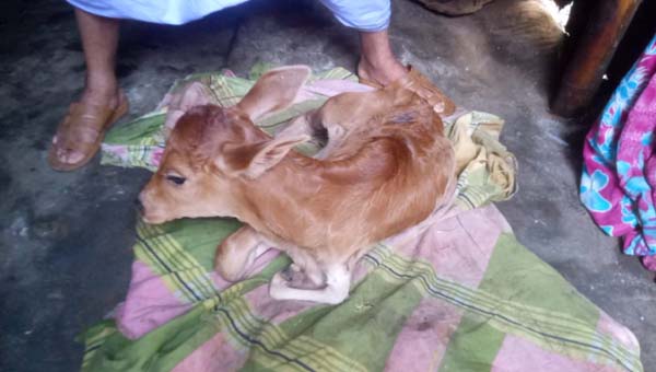 মধ্যনগরে দেশি গাভীর গর্ভে শাহীওয়াল জাতের বাছুর, সামনের এক পা নড়বড়ে