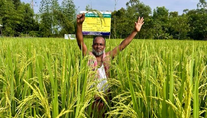 গোয়াইনঘাটে সবুজ ধানে হলুদ বর্ণ ধারণ উৎফুল্ল কৃষকের মন