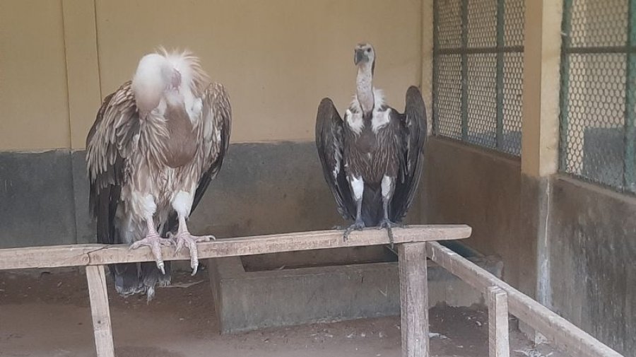 বিলুপ্তির পথে &lsquo;বাংলা শকুন&rsquo;