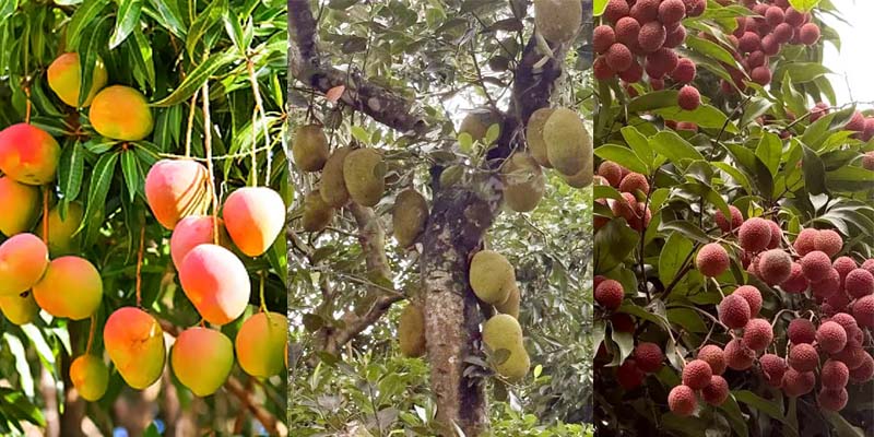 লেবু-কমলার অঞ্চলে আম-কাঁঠালের রাজত্ব
