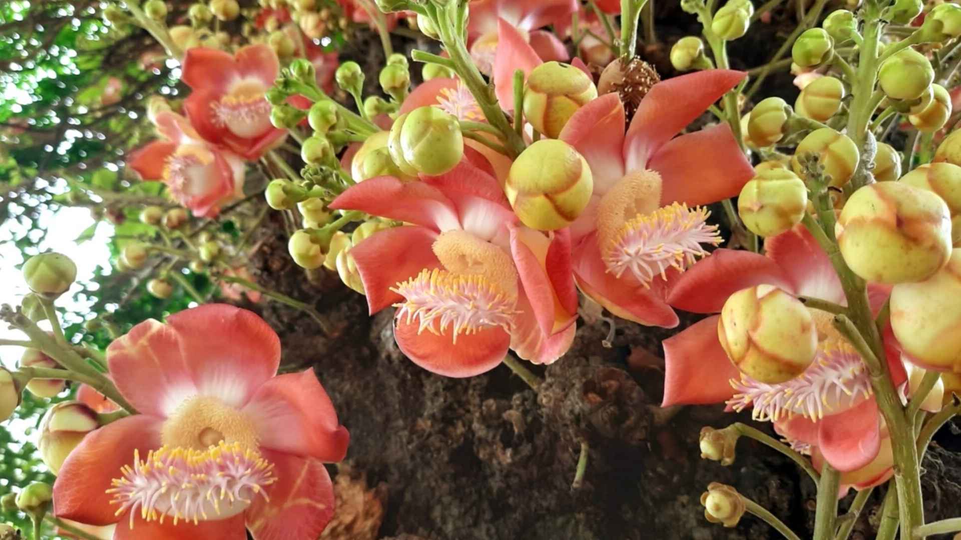 শোভা ছড়াচ্ছে অদ্ভুত সুন্দর নাগলিঙ্গম