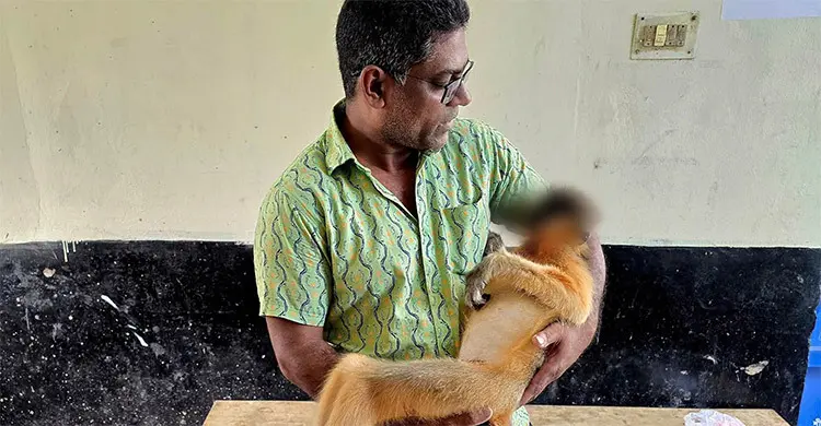 শ্রীমঙ্গল চা বাগানে বিদ্যুৎস্পৃষ্টে সোনালী হনুমানের মৃত্যু