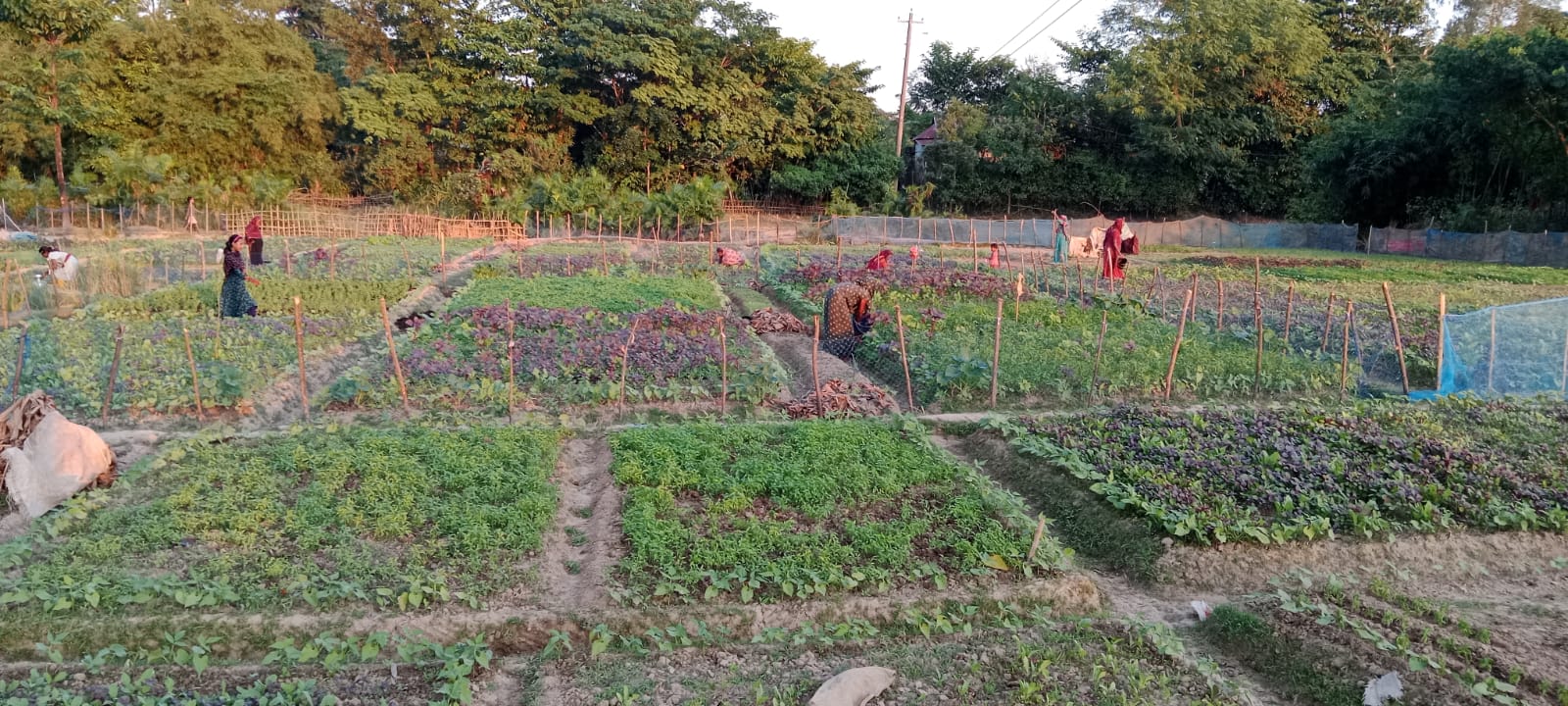 শীতকালীন সবজি চাষে ব্যস্ত গৃহিণীরা