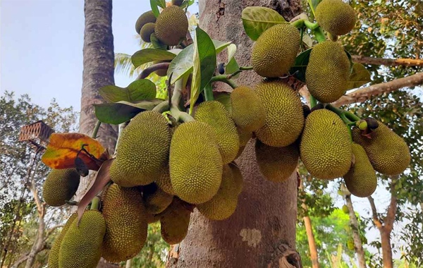 গাছে গাছে ঝুলছে কাঁঠালের মুচি