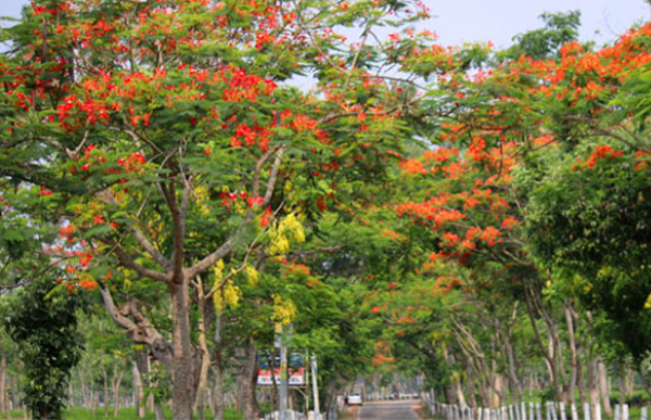 সড়ক যেন ফুলের তোরণ