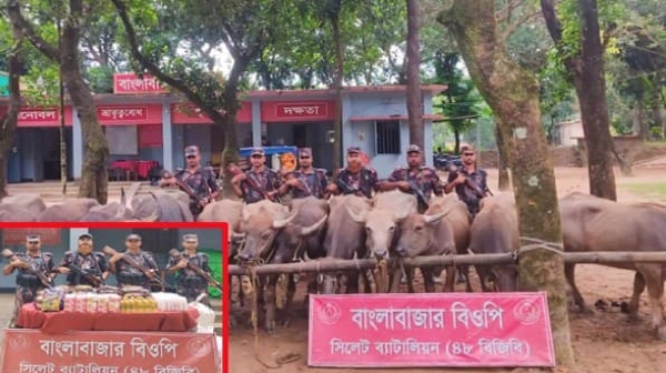 দোয়ারাবাজার সীমান্তে মহিষের চালানসহ মশলা ও প্রসাধনী জব্দ