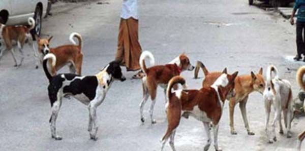 হবিগঞ্জে পাগলা কুকুরের কামড়ে আহত ২২ 