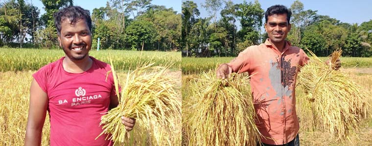গোয়াইনঘাটে আমন ধান কর্তন শুরু বাম্পার ফলনে অফুরন্ত খুশি কৃষকেরা