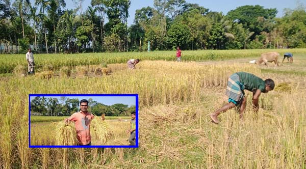 হবিগঞ্জে ৯ উপজেলায় ৩ হাজার ৪৯৯ টন আমন ধান সংগ্রহের লক্ষ্যমাত্রা নির্ধারণ