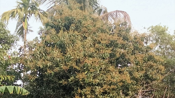 গাছে আমের মুকুল সুভাস চড়াচ্ছে ঘ্রাণ