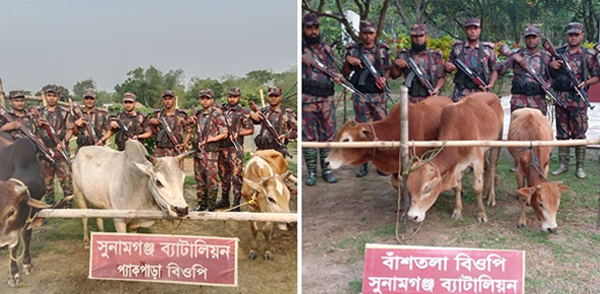 সুনামগঞ্জ সীমান্তে ভারতীয় ৬ গরু আটক