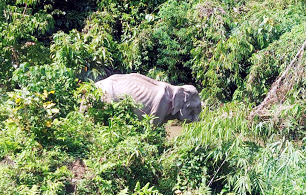 রোগাক্রান্ত বন্য হাতিটির ভাষা কেউ বুঝছে না!