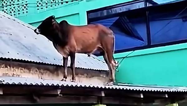 দিরাইয়ে পথ হারিয়ে কম্পিউটার দোকানের টিনের চালে ষাঁড়, পরে উদ্ধার