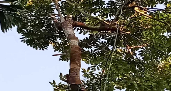 জৈন্তাপুরে গাছ থেকে পড়ে শ্রমিকের মৃত্যু