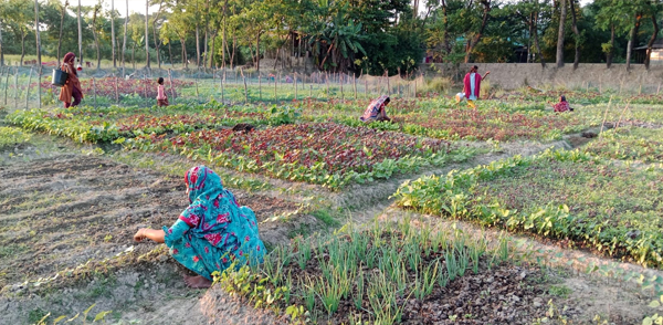 গোয়াইনঘাটে পারিবারিক শীতকালীন সবজি চাষে ব্যস্ত ঘরের গৃহিণীরা
