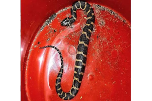 শ্রীমঙ্গলে দুর্লভ ‘সাইবোল্ডস ওয়াটার স্নেক’ উদ্ধার