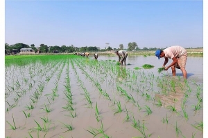  শান্তিগঞ্জে বোরো আবাদ শুরু