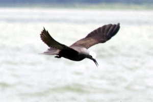 দেশের পাখি-তালিকায় যুক্ত হলো ‘ছোট নডি’