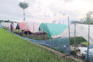 ঘুরে দাঁড়ানোর চেষ্টায় হাওরাঞ্চলের কৃষকরা