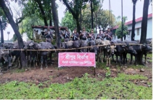 জৈন্তাপুরে বিজিবি'র অভিযান : অর্ধকোটি টাকার ভারতীয় মহিষ আটক