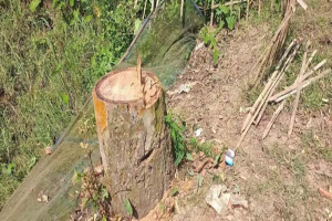 কমলগঞ্জে সড়কের পাশ থেকে ১৪টি গাছ চুরি, মূল্য আড়াই থেকে ৩ লাখ টাকা