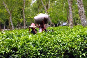 চা শিল্পের উন্নয়ন হলেও 'অবহেলিত' শ্রমিকরা