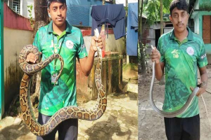 সিলেট নগরীতে অজগর ও দুধরাজ সাপ উদ্ধার সিলেট নগরীতে অজগর ও দুধরাজ সাপ উদ্ধার