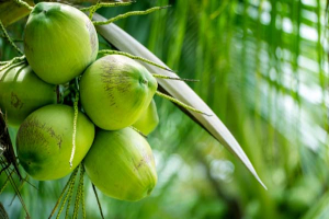 আজ বিশ্ব নারিকেল দিবস: ফল থেকে অর্থনীতির বহুমুখী সঙ্গী