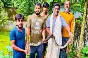 বাবা হারানোর শোকের মাঝেই অজগর উদ্ধার করলেন সজল