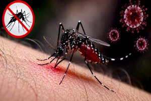 সিলেট বিভাগে ডেঙ্গুতে ৩ মৃত্যু, আক্রান্ত ৩৪৮