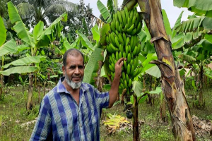 বাহুবলে জি-নাইন কলায় সাফল্য, বাণিজ্যিক চাষে আগ্রহী কৃষকেরা
