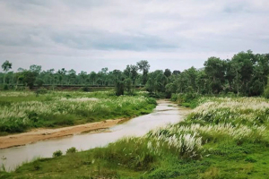 চা প্রকৃতিতে এখন মুগ্ধতা ছড়াচ্ছে কাশফুল